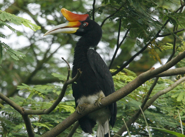 Cientistas divulgam lista de animais menos conhecidos ameaçados de extinção