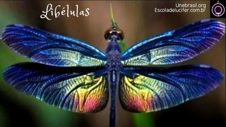 Comportamento das libélulas fêmeas