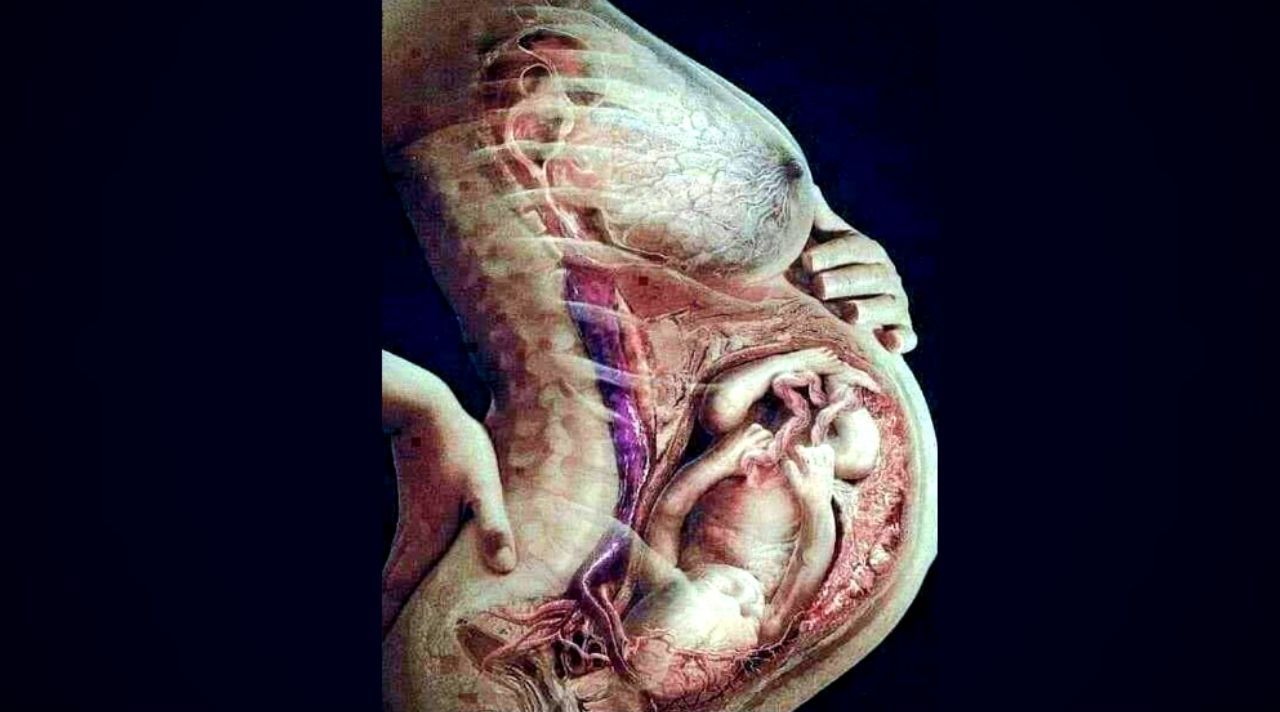 Os Fenômenos da Gestação