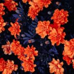 A maravilhosa energia vibracional das Flores