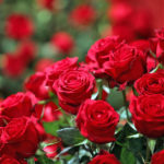 7 Espécies de Flores