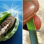 Lã 100% vegetal, cruelty-free e ecológica, feita com esta erva daninha
