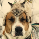 Este gato e cachorro adoram viajar juntos, e suas fotos são absolutamente épicas