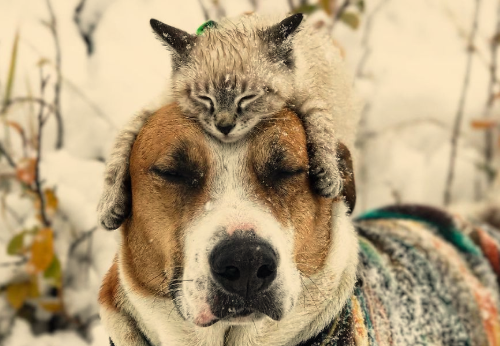 Este gato e cachorro adoram viajar juntos, e suas fotos são absolutamente épicas