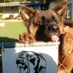 Os cães mais perigosos por trás da placa de “cuidado cão bravo”