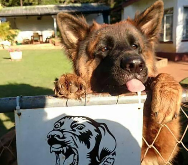 Os cães mais perigosos por trás da placa de “cuidado cão bravo”