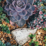 Plantas que resistem aos esquecidos