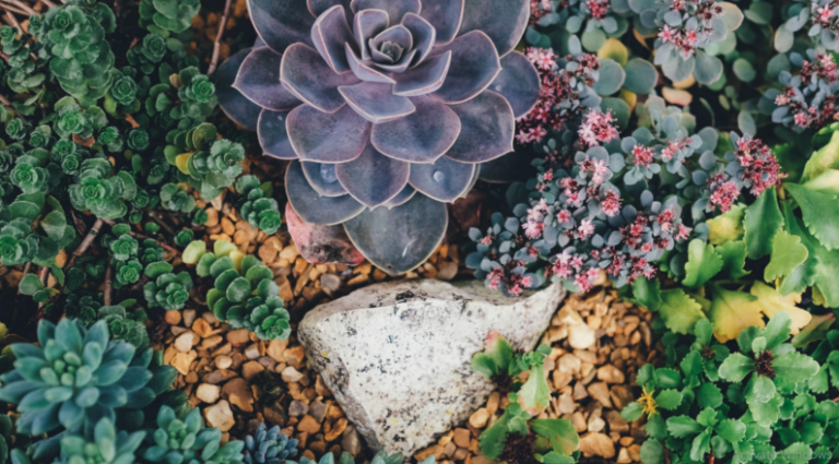 Plantas que resistem aos esquecidos