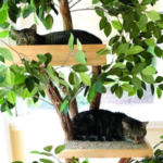 Torres de gato com Árvores reais
