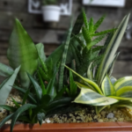 Proteja a Sua Casa: Aprenda Como Fazer o Seu Vaso Mágico das 7 Ervas