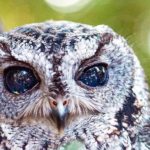 Zeus, a Coruja cega que tem as galáxias em seus olhos