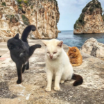 Fotografias espontâneas e engraçadas de gatos