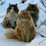 Conheça os “wegies”, os gatos gigantes companheiros dos vikings