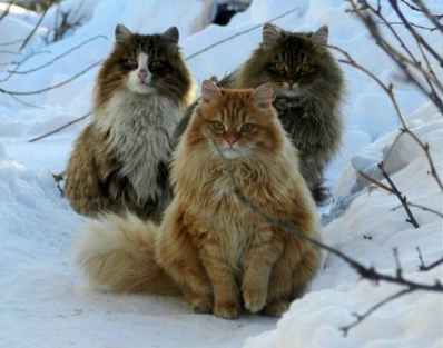 Conheça os “wegies”, os gatos gigantes companheiros dos vikings