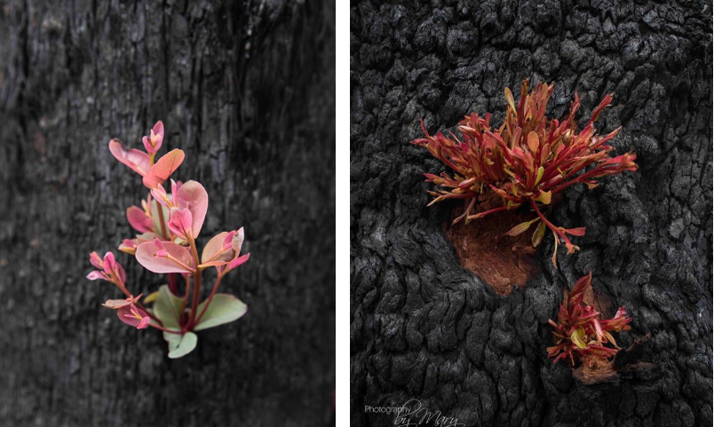 Depois dos incêndios, a vida renasce das cinzas como uma fênix, na Austrália