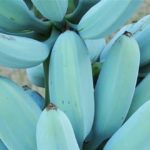 Conheça a blue java, a banana azul com textura de sorvete e sabor de baunilha