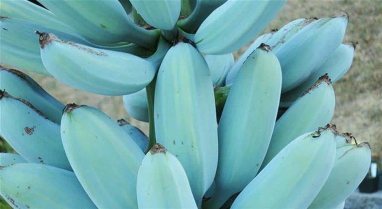 Conheça a blue java, a banana azul com textura de sorvete e sabor de baunilha