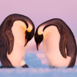 Fotógrafo da vida selvagem de 2019 foi eleito e a foto é maravilhosa