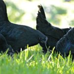 Galinhas ‘góticas’ rara tem penas, carne, órgãos e até ”ovos pretos”