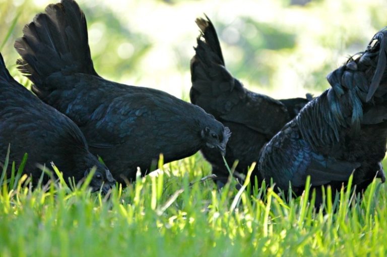 Galinhas ‘góticas’ rara tem penas, carne, órgãos e até ”ovos pretos”