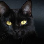 18 raças de gato preto e sua história no mundo