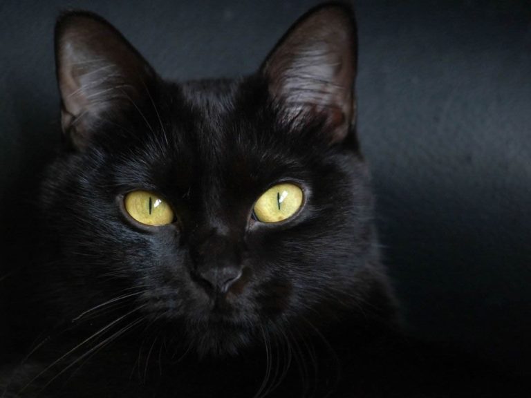 18 raças de gato preto e sua história no mundo