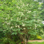 Moringa, a árvore mágica