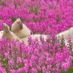 Registros contagiantes dos ursos polares brincando em um campo de flores