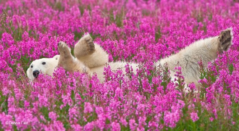 Registros contagiantes dos ursos polares brincando em um campo de flores