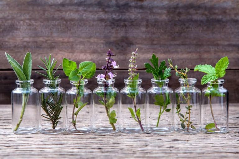 10 Plantas aromáticas que crescem na água