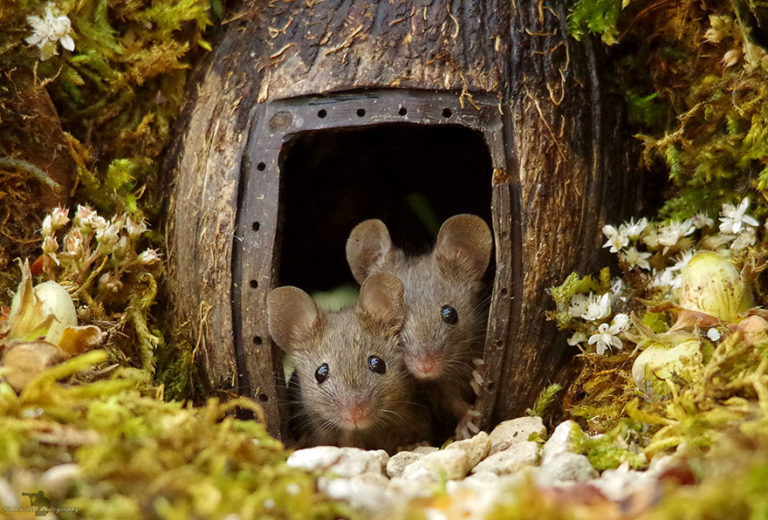 Ratinhos são flagrados em jardim e ganham um vilarejo para serem fotografados