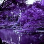 Curiosidades e ”diferenças” entre o Violeta e Roxo