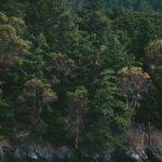 Você sabia que as árvores compartilham recursos para viver?