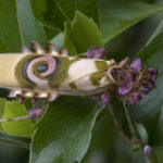 Louva-a-Deus-Orquídea e Louva-a-Deus-Flor-Espinhoso são insetos impressionantes