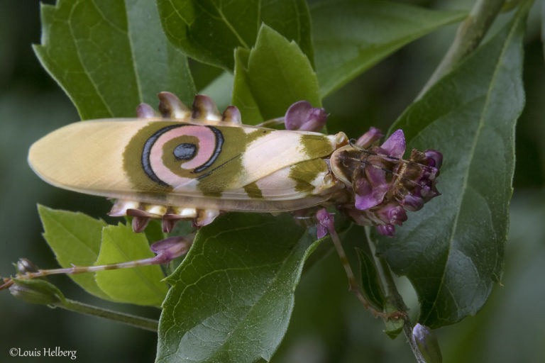 Louva-a-Deus-Orquídea e Louva-a-Deus-Flor-Espinhoso são insetos impressionantes