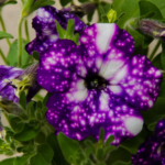 Petúnias Estelares refletem galáxias em suas pétalas