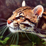 Desenhos hiperrealistas feitos com caneta esferográfica