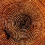 Dendrologia – O passado das Árvores através dos Anéis de Crescimento