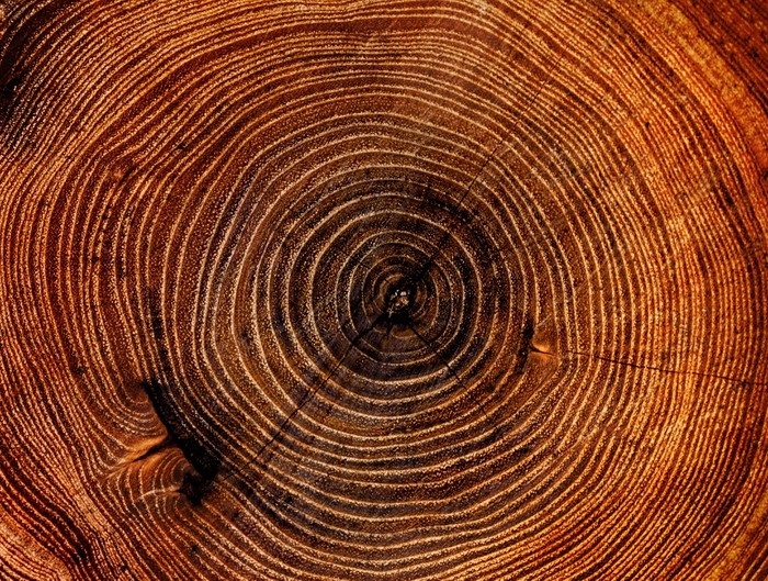 Dendrologia – O passado das Árvores através dos Anéis de Crescimento