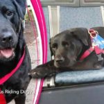 Cadela pega ônibus todos os dias sozinha para ir ao parque