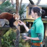 Para continuar cuidando dos animais, 4 tratadoras escolhem fazer a quarentena dentro de um zoológico
