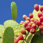 Pesquisadora mexicana cria plástico biodegradável a partir do suco de cactos