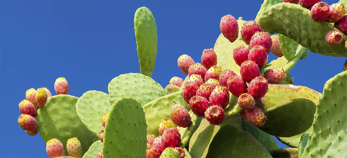 Pesquisadora mexicana cria plástico biodegradável a partir do suco de cactos