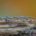 Fotos macro extremas mostram o mundo oculto dos fungos da floresta