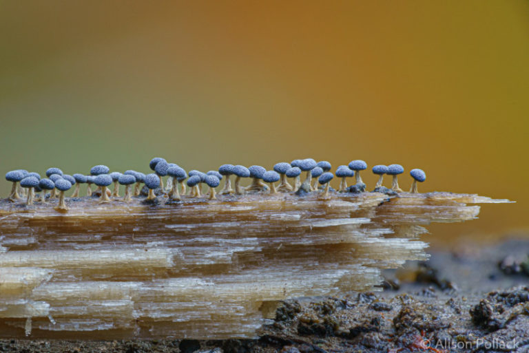 Fotos macro extremas mostram o mundo oculto dos fungos da floresta