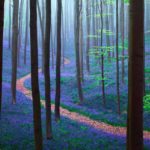 Hallerbos, a floresta encantadora da Bélgica