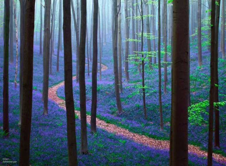 Hallerbos, a floresta encantadora da Bélgica