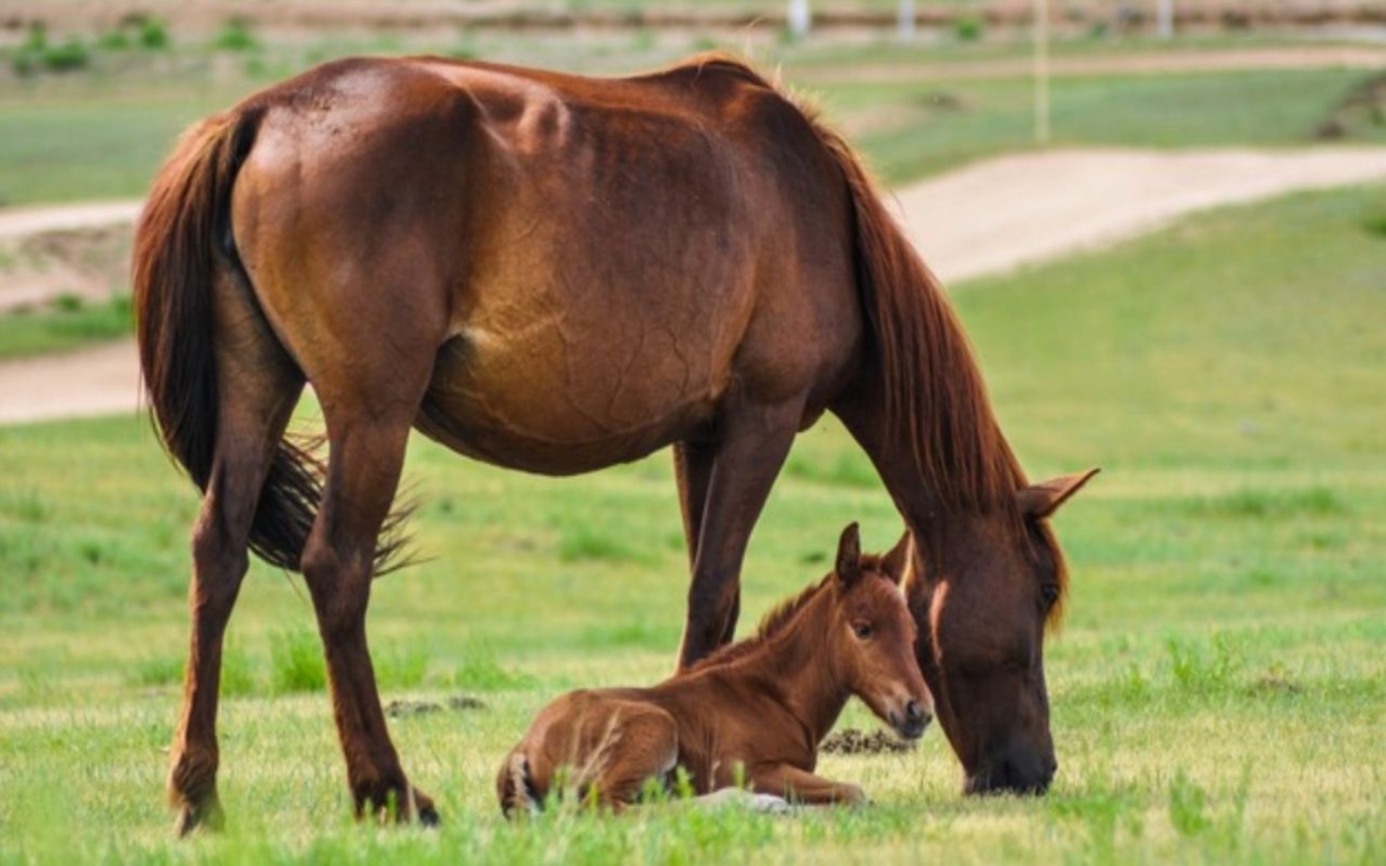 As Espécies e Seus Tempos Gestacionais