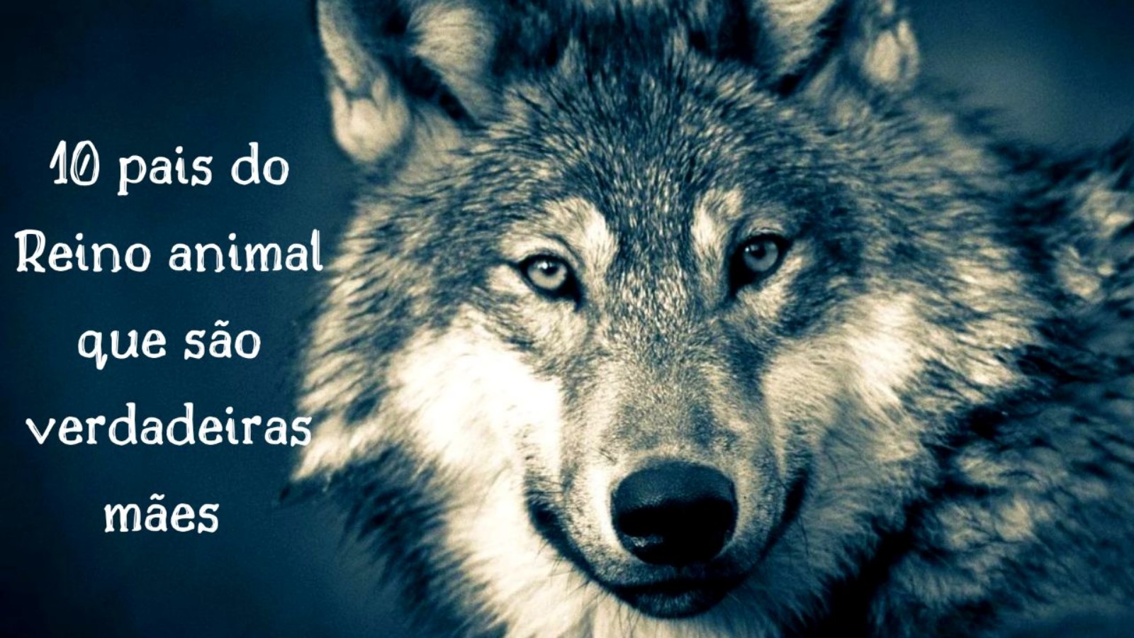 10 pais do Reino animal que são verdadeiras mães