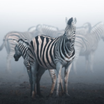 As 30 Fotografias da Vida Selvagem vencedoras do concurso #Wild2020